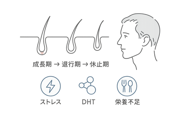前髪スカスカ原因ヘアサイクル図解