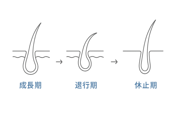 髪の成長サイクル図解|薄毛の原因対策