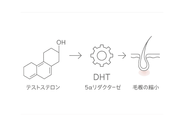 DHTによる毛根萎縮メカニズム|男性ホルモンと薄毛
