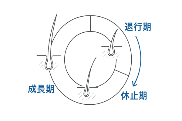 毛周期と薄毛メカニズムを示す図解