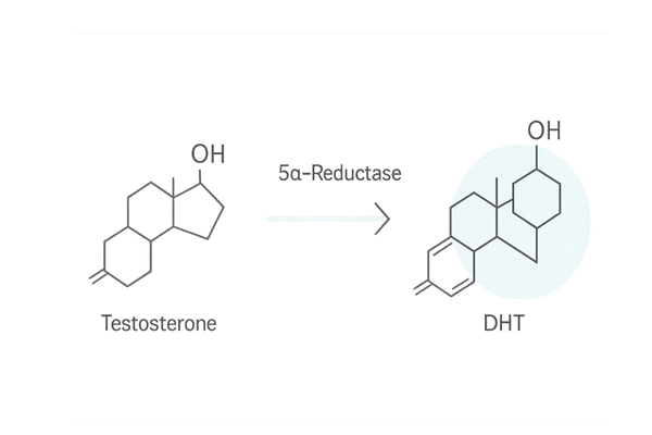 生え際薄毛の原因となるホルモン変化図