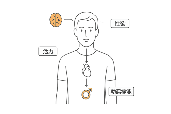 テストステロンと男性機能の相関図｜ホルモンが性欲・筋肉・活力に与える影響