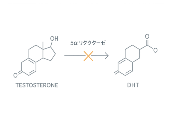 5αリダクターゼ阻害薬の作用メカニズム図