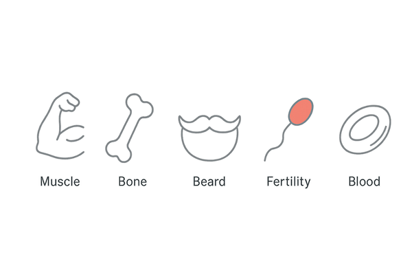 男性ホルモンの主な働きを示すアイコン