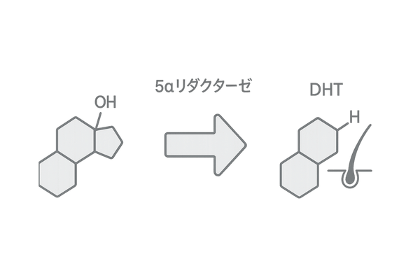 テストステロンがDHTに変換される仕組みを示すイラスト