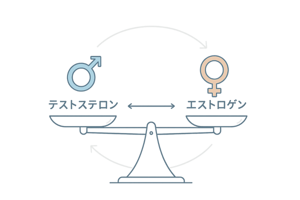 テストステロンとエストロゲンのホルモンバランス図