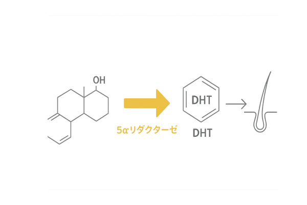 DHT変換と薄毛メカニズムのイラスト解説