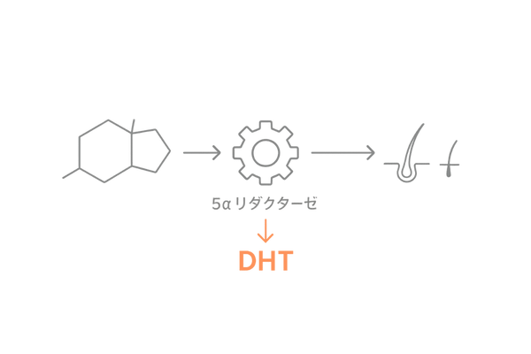 DHT作用メカニズム AGAこめかみ薄毛解説図