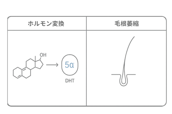 テストステロンとDHT変換が毛根に与える影響図解