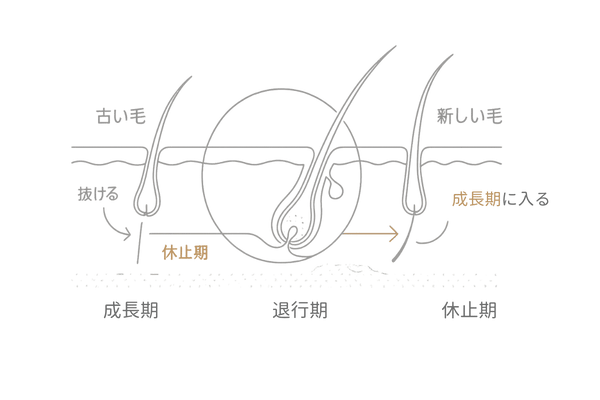 AGA初期脱毛の仕組み:ヘアサイクル切替のイメージ(成長期→休止期→新生毛)