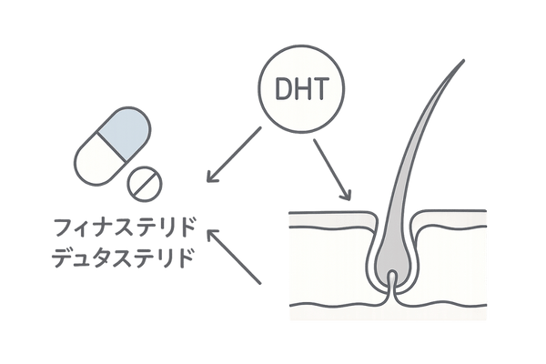 内服薬の効果メカニズム図