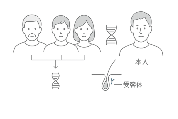 遺伝とAGAの関係イメージ(家族歴と受容体感受性の概念図)