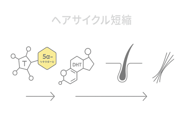 DHTがヘアサイクルを短縮する薄毛メカニズム図解