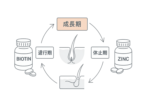 成長期を支えるビオチン+亜鉛とヘアサイクル図
