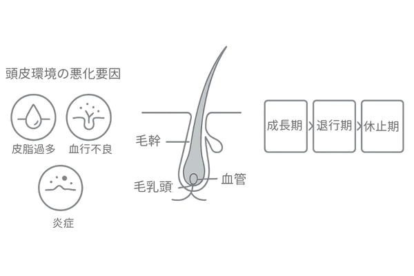 抜け毛のメカニズム:ヘアサイクルと頭皮環境の関係(男性向け)