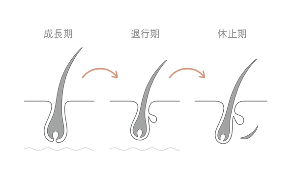 髪の成長サイクル3段階（成長期・退行期・休止期）を示す図