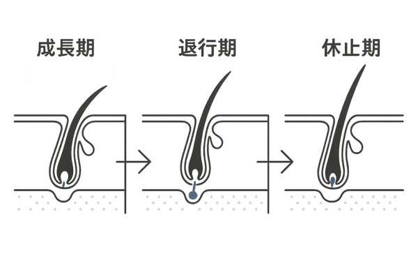 ヘアサイクル(成長期・退行期・休止期)