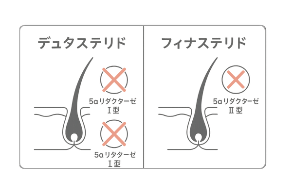 デュタステリドとフィナステリドの作用比較図(5αリダクターゼ阻害)