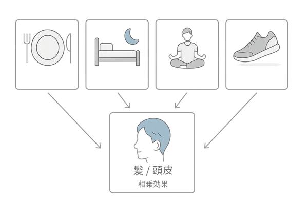 デュタステリドと生活習慣の相乗効果|食事・睡眠・ストレス・軽運動の整理図