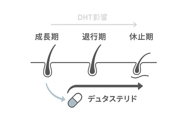 毛髪サイクルとデュタステリド服用開始タイミングイメージ