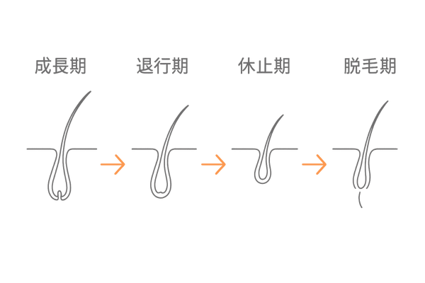 毛髪サイクル図解｜成長期・退行期・休止期・脱毛期の流れ