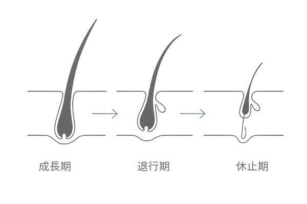 ヘアサイクル3段階（成長期・退行期・休止期）を示すフロー図