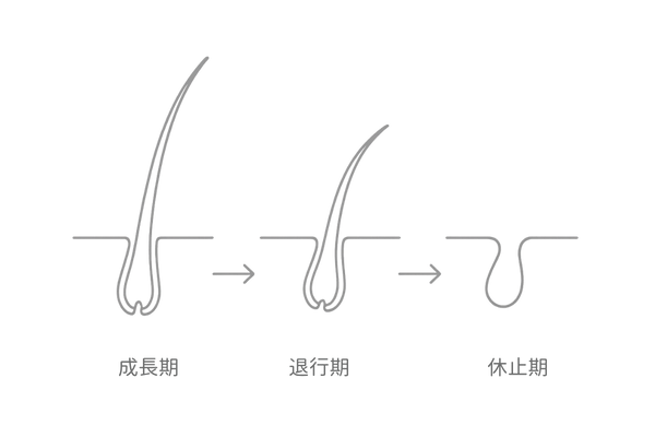 成長期・退行期・休止期を示す毛周期図イラスト
