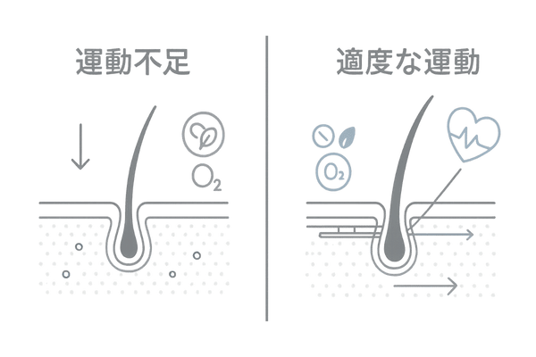 運動不足と適度な運動による頭皮血流の違い|血行改善で発毛環境を整える図解