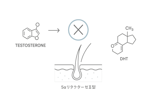 フィナロイドの作用機序を示すイラスト