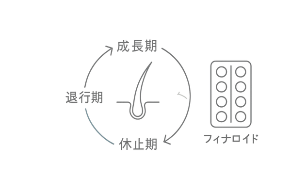 フィナロイドで整う毛髪サイクルの流れ