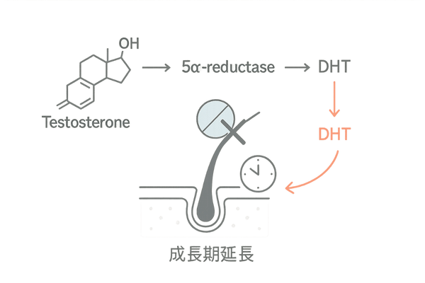 フィナステリドの作用メカニズムとDHT抑制イラスト