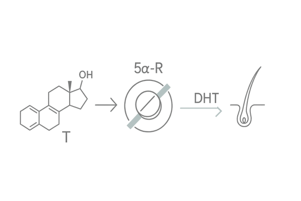 フィンペシア(フィナステリド)の作用機序フロー|5α-還元酵素阻害でDHTを抑制