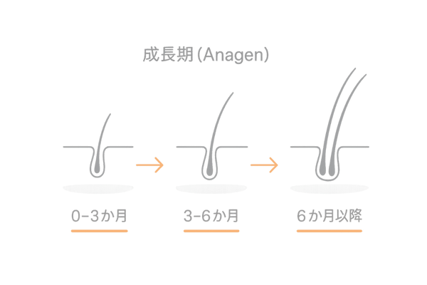 ヘアサイクルの改善イメージ|成長期の延長と毛髪密度の向上(0–6か月の経過)