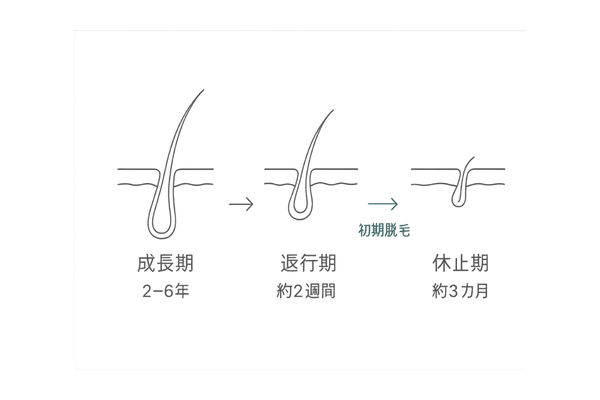 フィンペシア初期脱毛と毛周期の関係を示す図解(成長期・退行期・休止期)