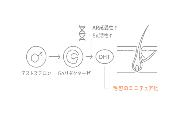 AGAと遺伝・男性ホルモンの関係図|DHTとアンドロゲン受容体の作用を図解