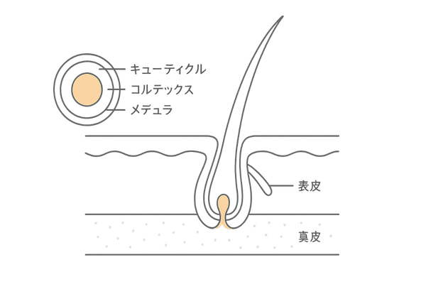 髪と頭皮の基本構造の図解｜髪に優しいシャンプー選びの基礎