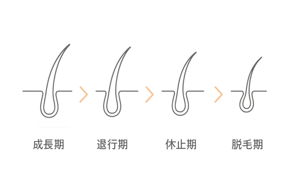 ヘアサイクル4段階タイムライン図|成長期・退行期・休止期・脱毛期
