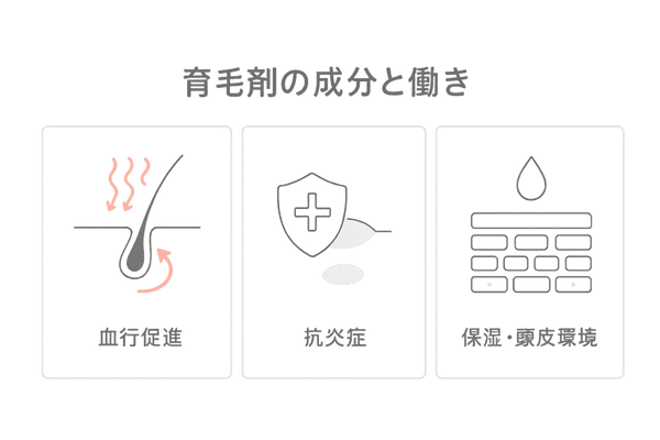 育毛剤の代表成分と働き|血行促進・抗炎症・保湿を3分割で図解