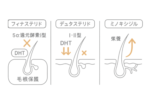 医薬品(発毛剤)の作用機序|フィナステリド・デュタステリド・ミノキシジルの違いを図解