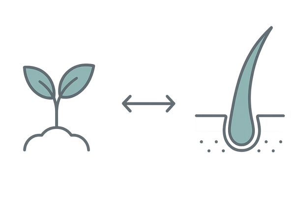 発毛と育毛の違いを比較するイラスト