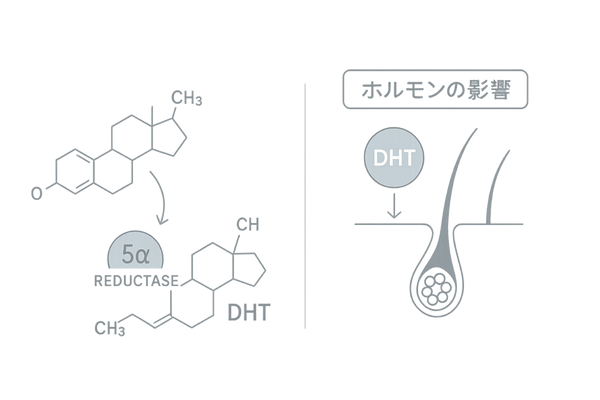 DHT生成とAGA進行メカニズムの解説図