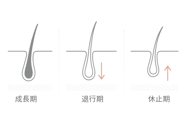 ヘアサイクル図解(成長期・退行期・休止期)|薄毛対策の基礎