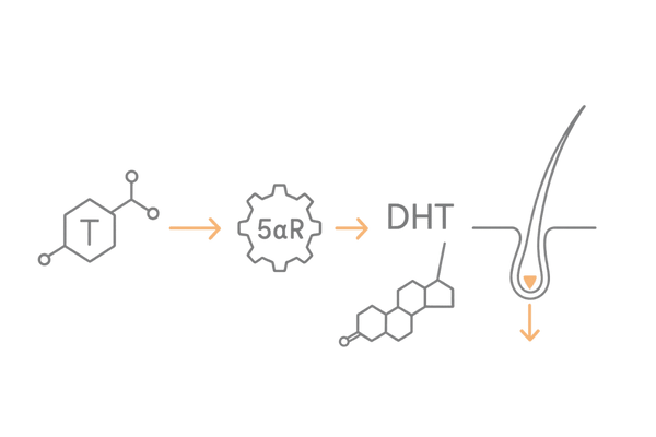 AGAの原因DHTと5αリダクターゼの作用図解