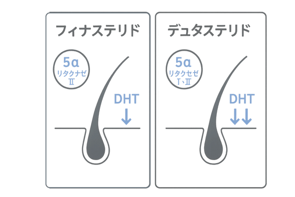 フィナステリドとデュタステリドの違い|5α還元酵素阻害の比較イラスト