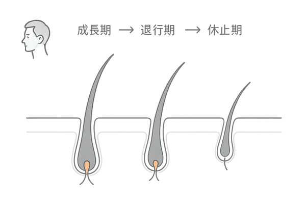 髪の成長サイクルと抜け毛の関係(成長期・退行期・休止期の図)