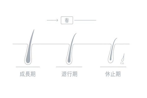 季節の変わり目と抜け毛|髪の成長サイクル(成長期→退行期→休止期)の切り替え図解