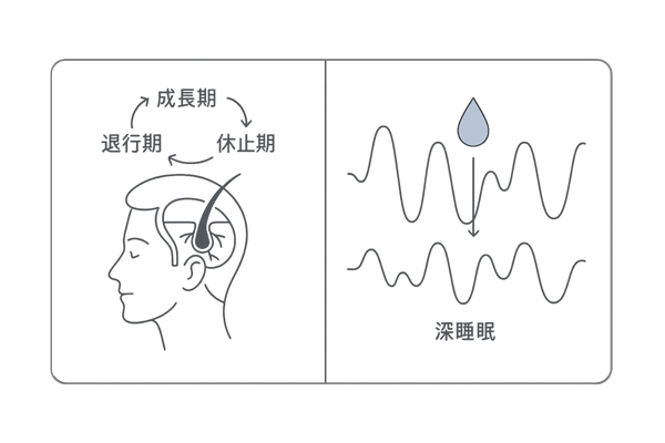 睡眠リズムとヘアサイクルの関係｜睡眠不足と抜け毛・薄毛のつながりを図解