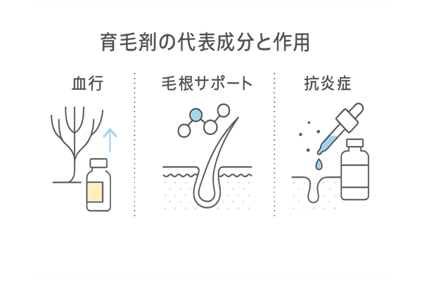 育毛剤の代表成分と作用イメージ｜血行促進・毛根サポート・抗炎症