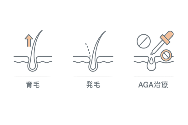 育毛と発毛・AGA治療の違いを図解|育毛剤の選び方の基礎
