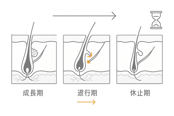 ヘアサイクル図解｜成長期・退行期・休止期と加齢の影響